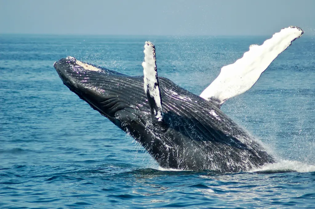 A humpback whale breaching out of the ocean with its white-and-black pectoral fins raised.