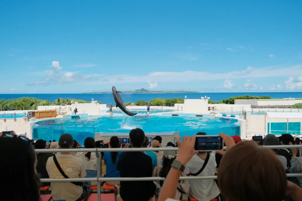 A dolphin jumping high out of a pool during a show, viewed from an outdoor stadium seating area with the ocean in the background.